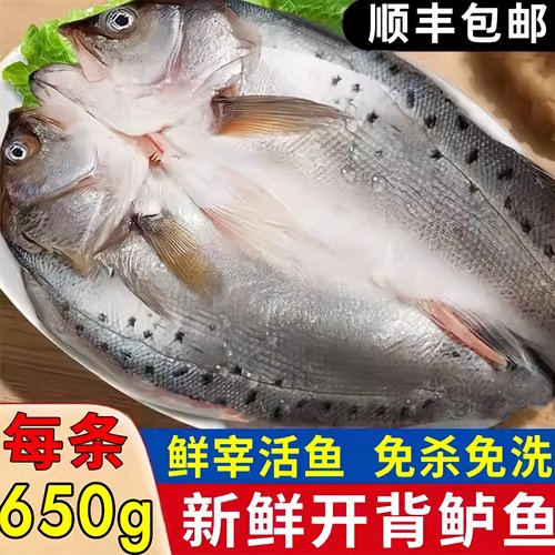 海鲈鱼开背新鲜冷冻深海七星鲈鱼海鱼海鲜水产三去卢鱼半成品商用