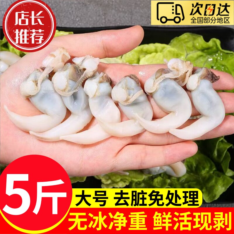 鸟贝肉新鲜冷冻去内脏速冻鸟贝鲜活白鸟贝肉火锅食材鸟蛤石垣贝
