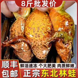 东北林蛙鲜活母蛤蟆新鲜冷冻雪蛤2025年新货母豹子哈什蟆满籽满油