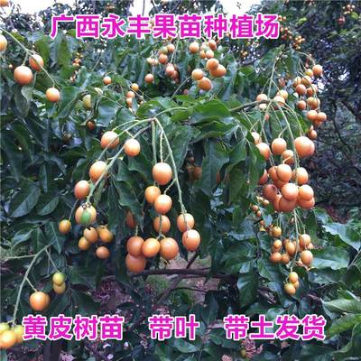 包邮果树苗果苗鸡心黄皮苗出世甜香蜜黑黄皮紫色紫肉黄皮盆栽结果