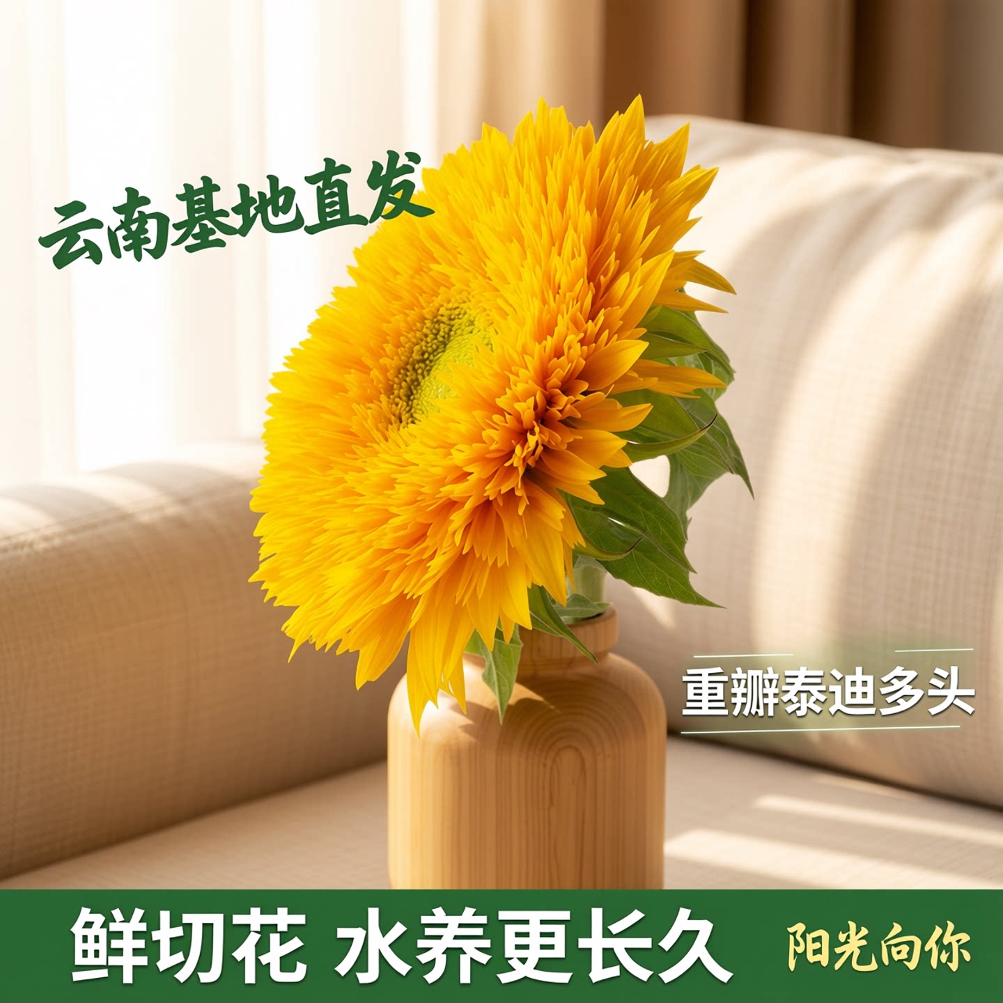 向日葵鲜花重瓣泰迪多头鲜切花花束插花水养云南基地直发包邮图片