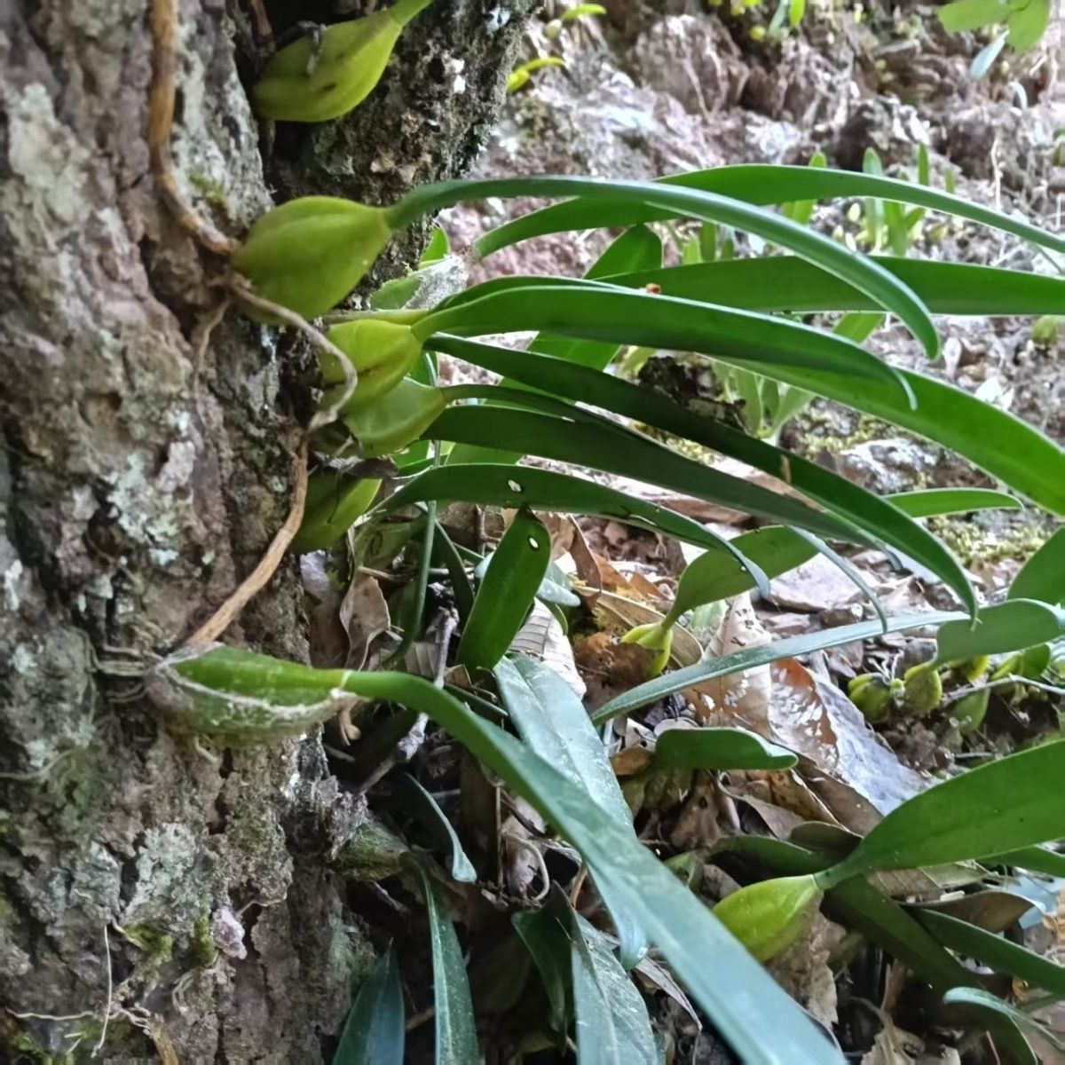 云南野生竹根草种子豆豉扁竹兰根中药材扁担蝴蝶花鸢尾花多年生草