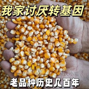 70年代老品种玉米小金黄笨自然玉米棒子非杂交贵州农产品自留品种