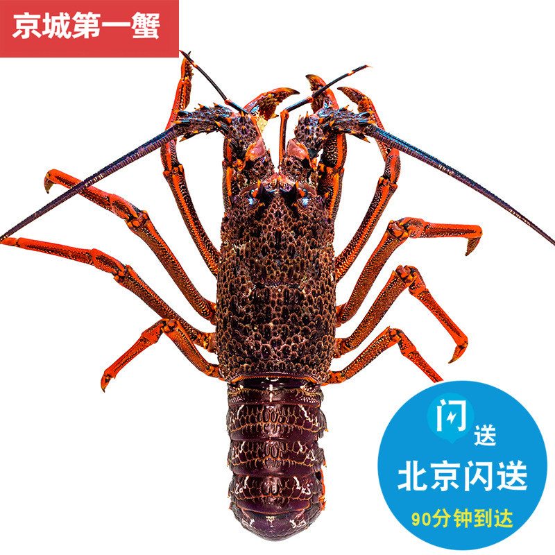 2斤起拍 2-6斤可拍 北京闪送 鲜活澳龙 新鲜海鲜水产澳洲大龙虾