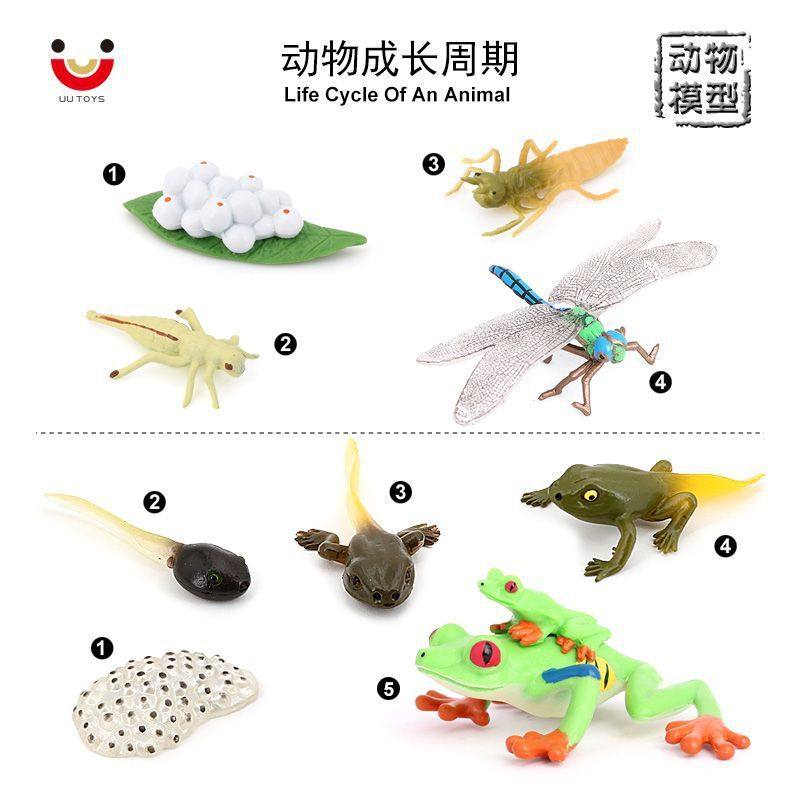儿童启蒙认知仿真动物模型蜻蜓生长周期红眼树蛙成长周期玩具摆件