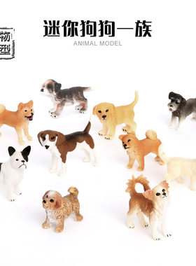 金毛博纳山地犬吉娃娃比格猎犬