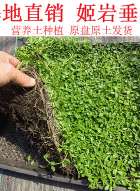 姬岩垂草草坪花镜造景庭院花园地被植物耐寒热四季常绿园晶草护坡