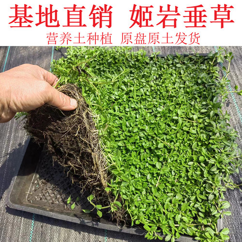 姬岩垂草耐热耐踩踏草皮美观皮实
