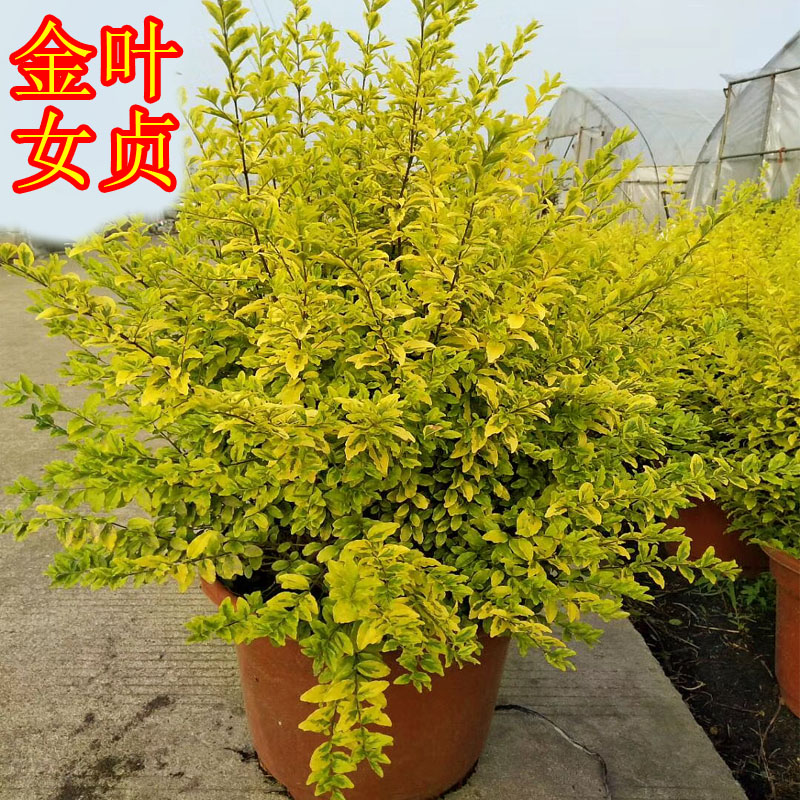 金叶女贞亮金女贞盆栽室外庭院阳台植物木本绿植耐热