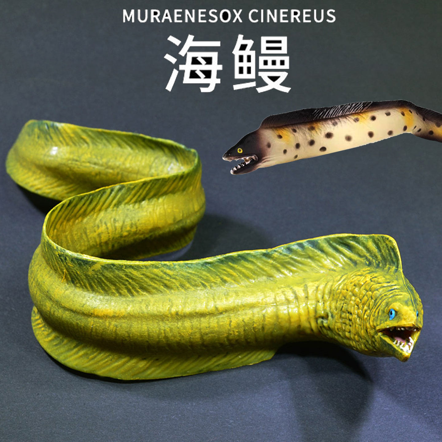 仿真鳗鱼模型大海鳗鱼电鳗摆件实心带鱼海洋动物鱼缸造景儿童玩具