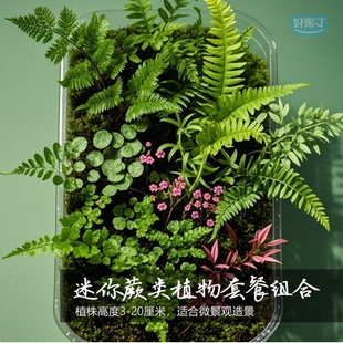 原生态微景观造景迷你蕨类植物生态瓶耐湿雨林缸苔藓小蕨绿植室内