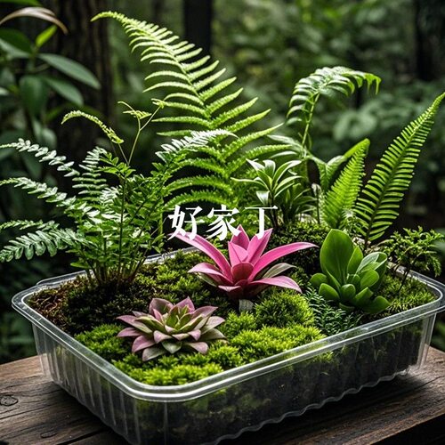 微景观造景裸根植物水陆缸动物缸假山造景植物素材蕨类天南星绿植