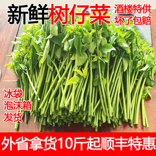 广东海南潮汕茂名树仔菜五指山野菜潮汕树菜天绿香泰国枸杞鲜现摘