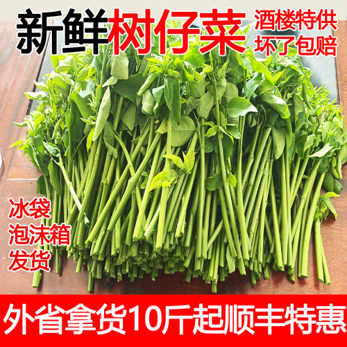 树仔菜五指山野菜野菜