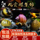 观赏螺橙兔杀手除藻蜜蜂角黑金刚鲍鱼月光紫纹淡水斑马冷蟹观赏虾