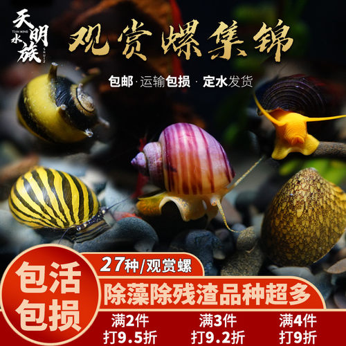 鱼缸除藻还是要靠他颜色丰富