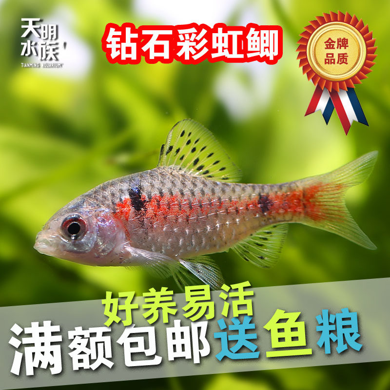 精品钻石彩虹鲫鱼活体 好易养淡水观赏热带鱼 灯鱼 颜色漂亮