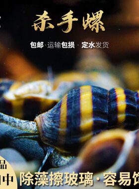 包邮蜜蜂宝塔螺杀手除杂蜗牛