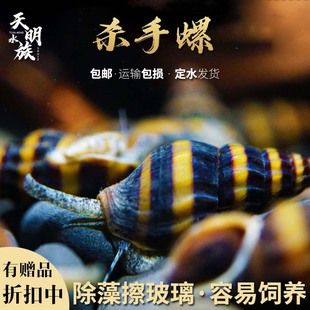 蜜蜂宝塔螺大黃蜂螺进口杀手螺除杂螺除蜗牛工具螺苹果观赏黑金刚