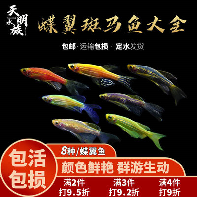 蝶翼斑马鱼淡水天明水族柠檬蓝莓