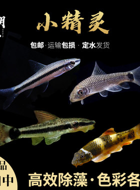 小精灵鱼活体水草缸除藻观赏热带鱼工具鼠鱼清道夫宠物老虎小精灵