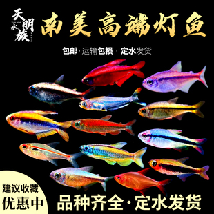 南美青魔鬼活体灯科鱼刚果二线彩虹帝王超级红魔鬼灰太狼黄金可卡