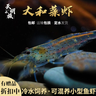 顺丰发货大和藻虾活体除丝藻中大号除藻工具虾大河藻虾清洁观赏虾