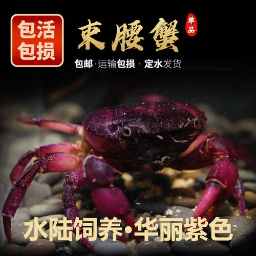 淡水溪流原始紫罗兰束腰蟹鱼缸观赏蟹