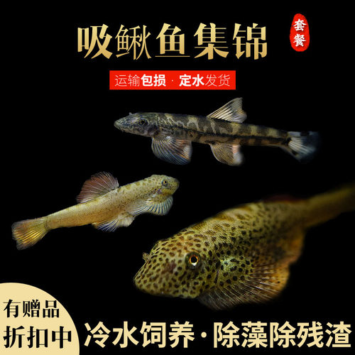 双吸盘除藻琵琶清道夫冷水原生鱼