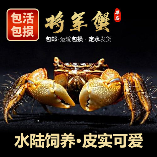 将军蟹淡水宠物蟹深水蟹