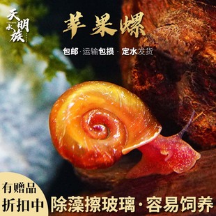 鱼缸斑马螺彩蛋螺黑金刚螺苹果螺鲍鱼螺清洁螺除藻螺吃青苔观赏螺
