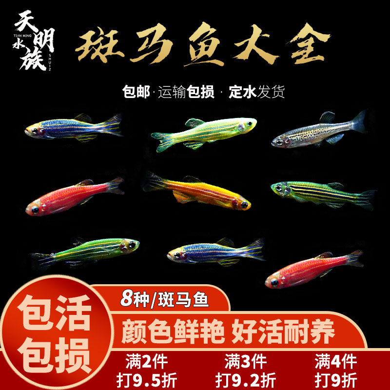 荧光斑马鱼灯科鱼活体冷热水练手宝莲红绿灯小型热带观赏孔雀鱼