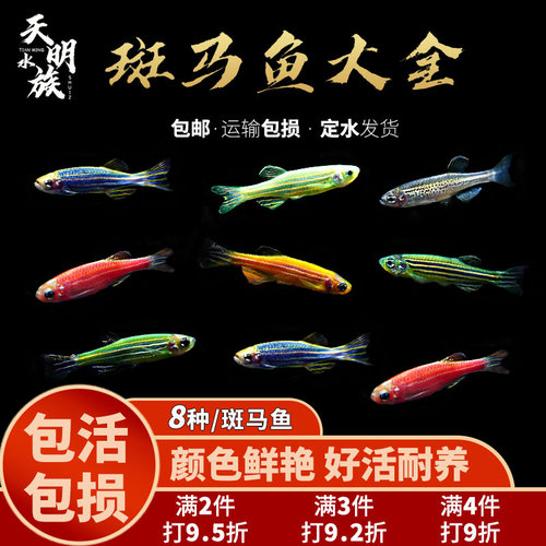 荧光斑马鱼灯科鱼活体冷热水练手宝莲红绿灯小型热带观赏孔雀鱼 - 封面