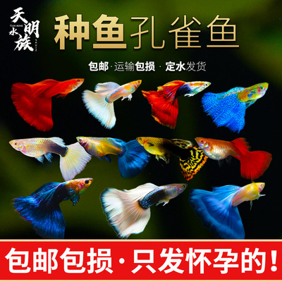 天明水族成年种鱼孔雀鱼怀孕大尾