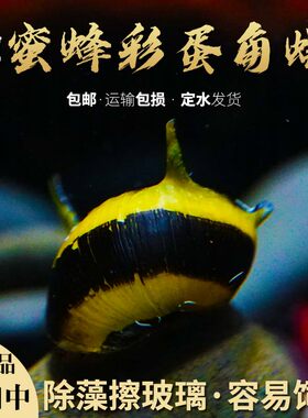 包邮蜜蜂角螺彩蛋活体热带淡水