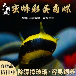 进口蜜蜂角螺大号 斑马淡水除藻黑金刚鲍鱼观赏宠物螺 彩蛋螺活体