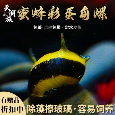 包邮蜜蜂角螺彩蛋活体热带淡水