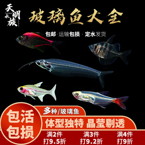天明水族玻璃猫观赏鱼透明