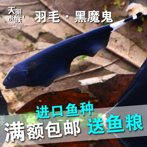 精品黑魔鬼羽毛免邮包损热带鱼