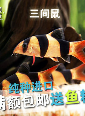 进口三间鼠小丑工具鱼活体泥鳅
