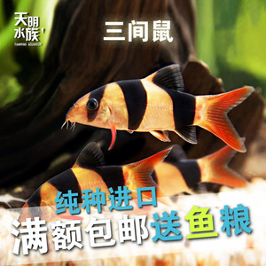 进口三间鼠小丑工具鱼活体泥鳅