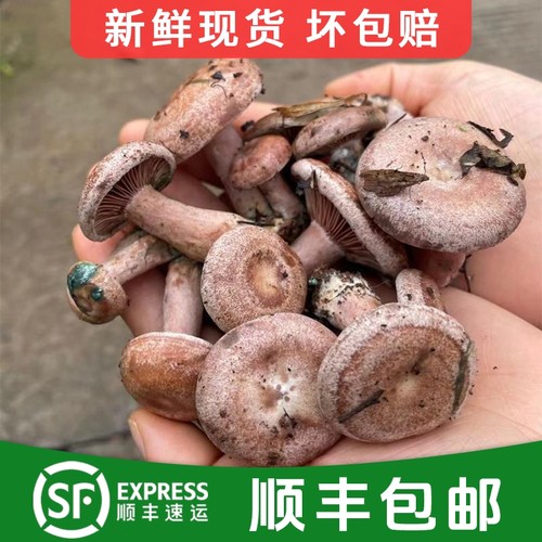 湖南新鲜枞树菌松树菇顺丰包邮