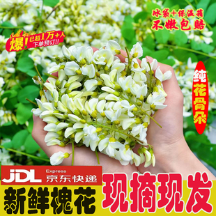 2026新鲜野生洋槐花新鲜刺花苞花骨朵当季野菜现摘现发槐树花顺丰