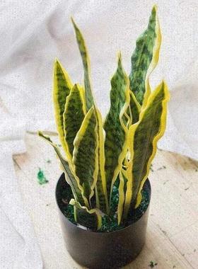 Nordic simulation plant Phnom Penh Tiger Pilan Snake Pilan