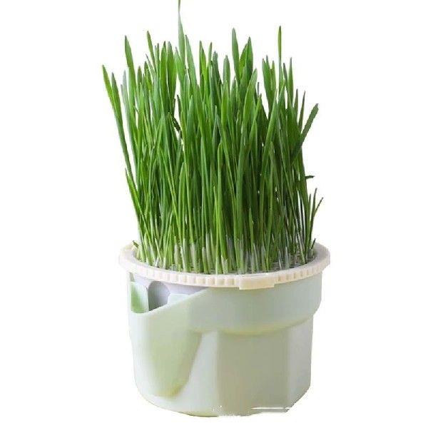 Grass Cultivation Cup with Soilless Cultivation