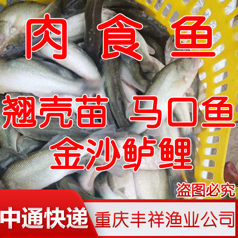肉食鱼鲈鱼苗淡水马口鱼苗金沙鲈鲤 看看券