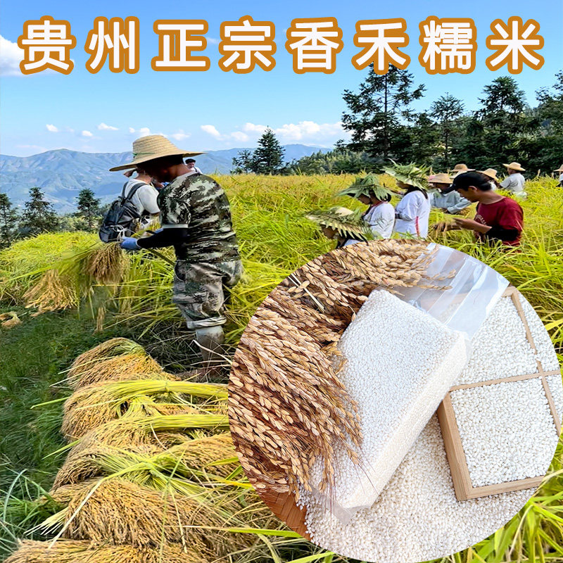 糯米2025年新米贵州梯田白糯米包粽子糍粑圆香禾糯农家特产糙杂粮