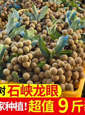 【冷链秒发】精品老树石峡储良龙眼新鲜大果当季龙眼桂圆整箱9斤