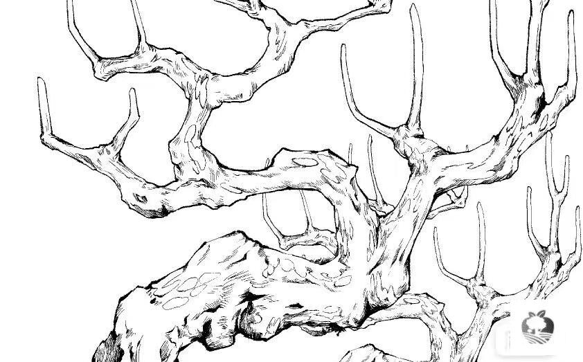 【csp笔刷】50款树干,树枝csp笔刷