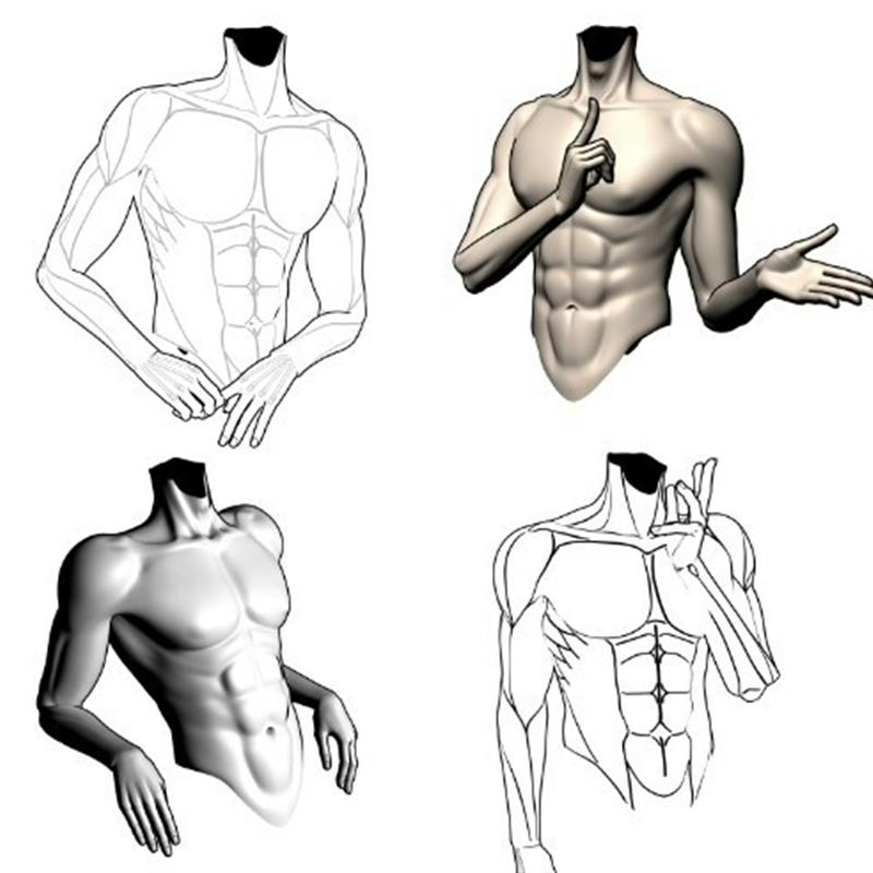 【csp模型】绘画男性躯干